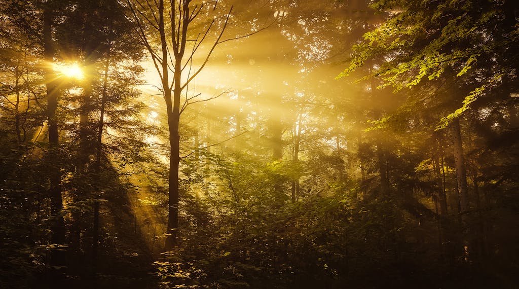 Sunlight beams through dense forest foliage creating a warm, golden atmosphere.
