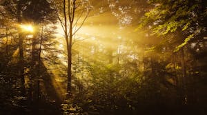 Sunlight beams through dense forest foliage creating a warm, golden atmosphere.