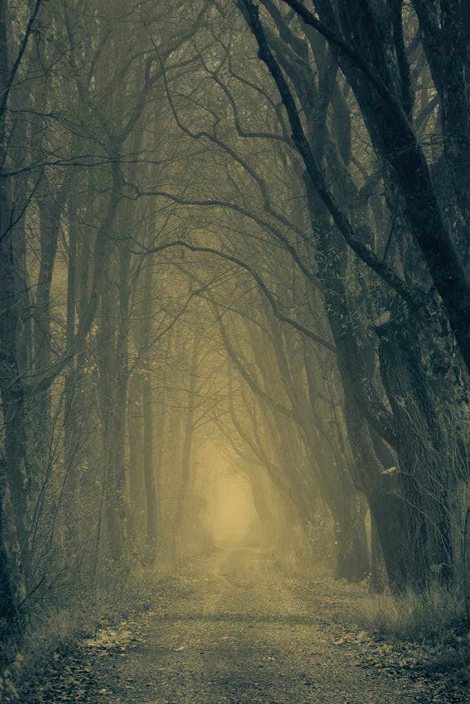 A foggy forest pathway lined with tall trees creates a mysterious atmosphere.